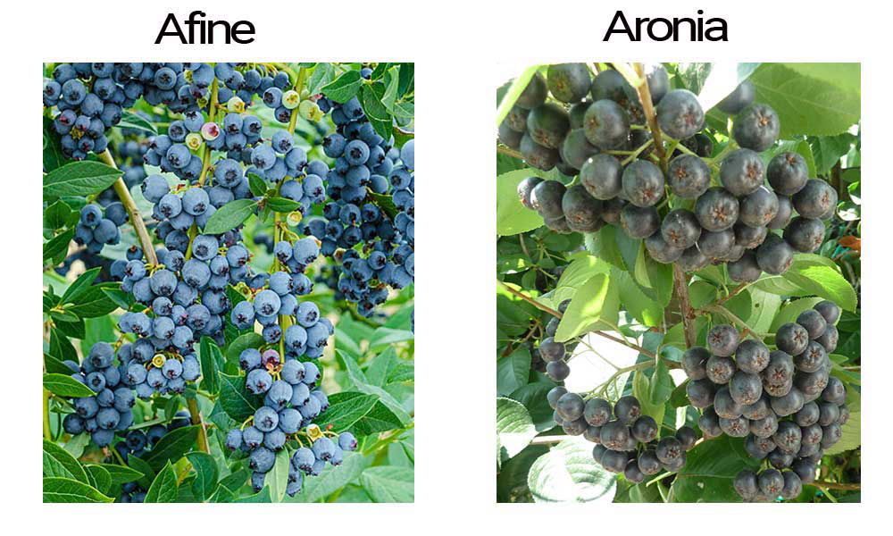 afine-si-aronia-1-1000x600